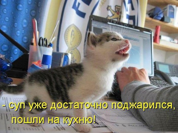 Позитивные и веселые котики для улыбки Позитивные и веселые котики для улыбки котоматрица,угарные фотки,фото приколы,юмор