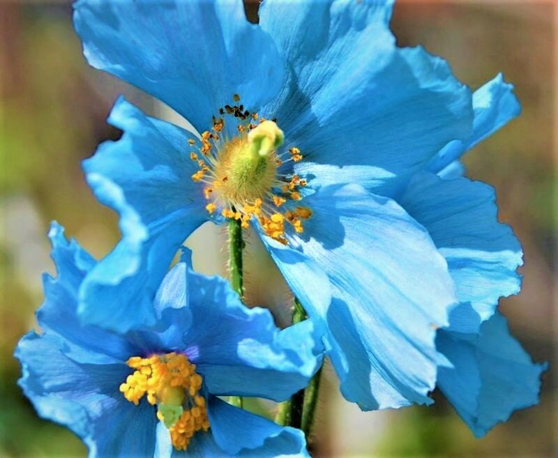 Кусочек неба на земле! Цветы необыкновенной красоты, словно из голубого шелка: редкий многолетник небесной окраски дача,сад и огород,цветоводство