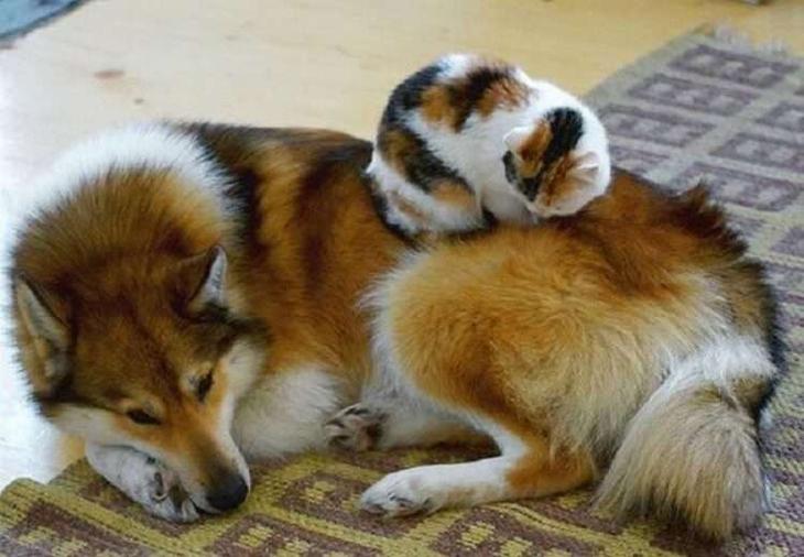 Кошки, которые настолько обнаглели, что используют собак вместо подушки Кошки, которые настолько обнаглели, что используют собак вместо подушки