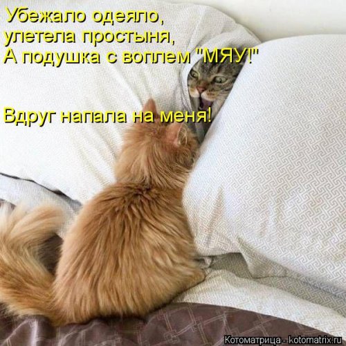 Новая котоматрица (21 фото)