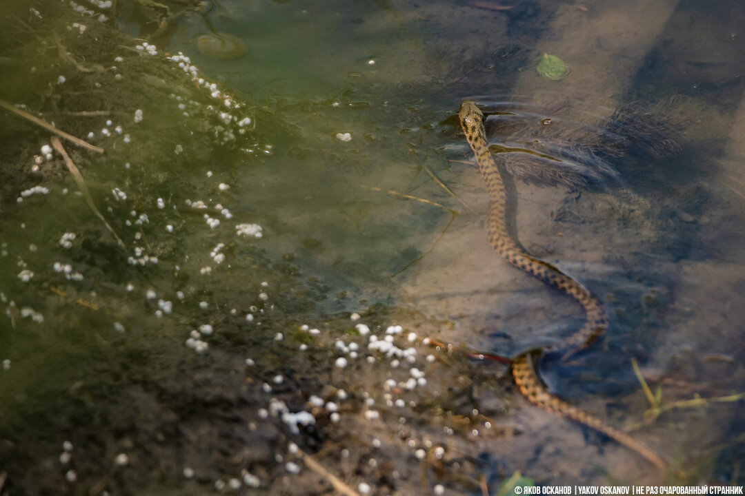 Водяной уж (Natrix tessellata)