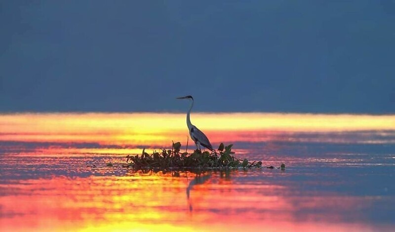 Фотография: Впечатляющие работы фотографа дикой природы Андрея Гудкова №46 - BigPicture.ru