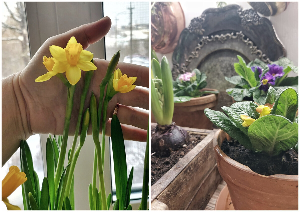Особое настроение в доме создают цветы. Например, в феврале Анна посадила гиацинты, примулы и нарциссы