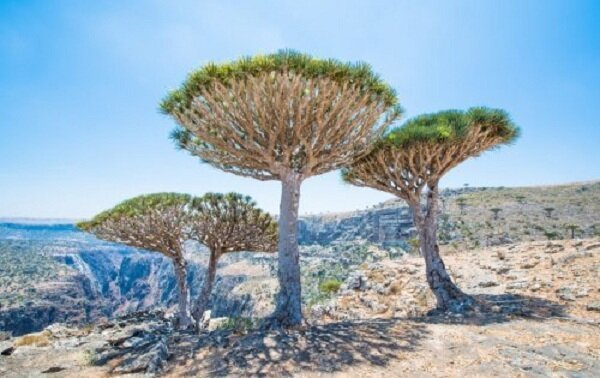 10. Остров Сокотра (Socotra Island), Йемен