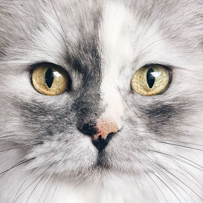 Без кота и жизнь не та
