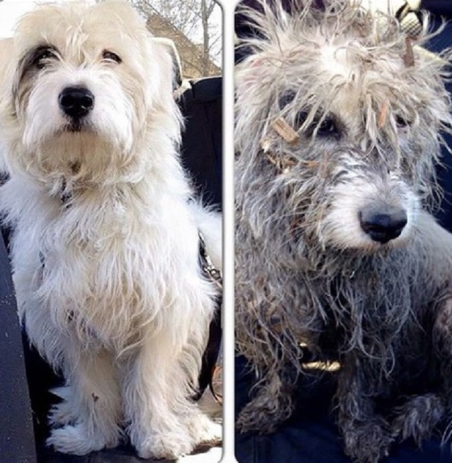 Грязный пес