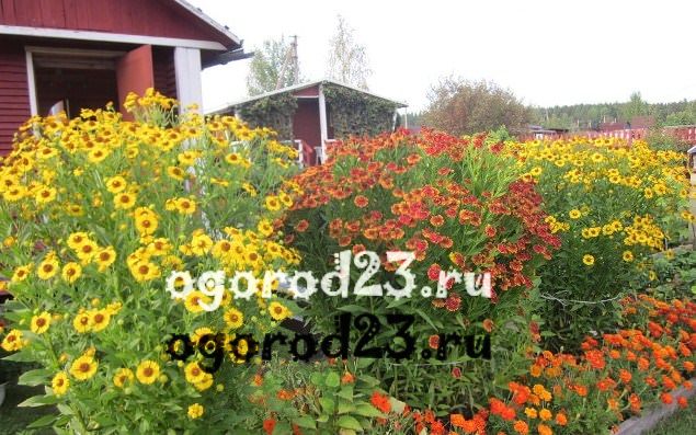 Сон цветок в горшке цветет Сон цветок в горшке цветет