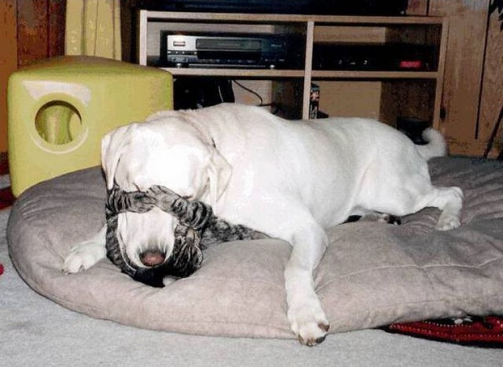 catslovedogs14