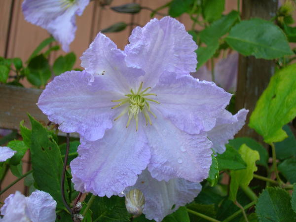 Клематис 'Blekitny Aniol' sin. 'Blue Angel'