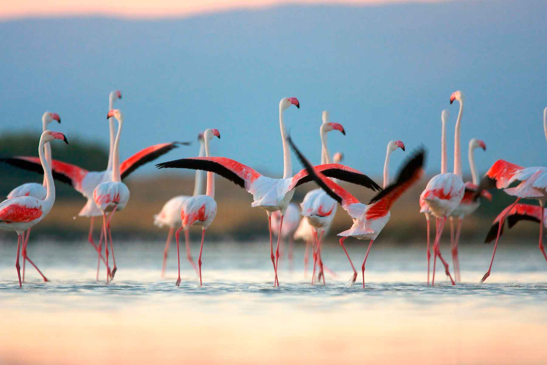 Обыкновенный или розовый фламинго