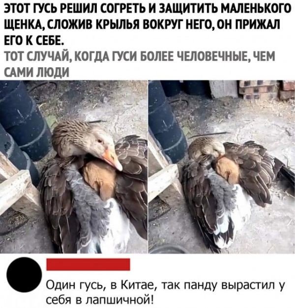 Смешные комментарии к постам в социальных сетях  позитив,смешные картинки,юмор