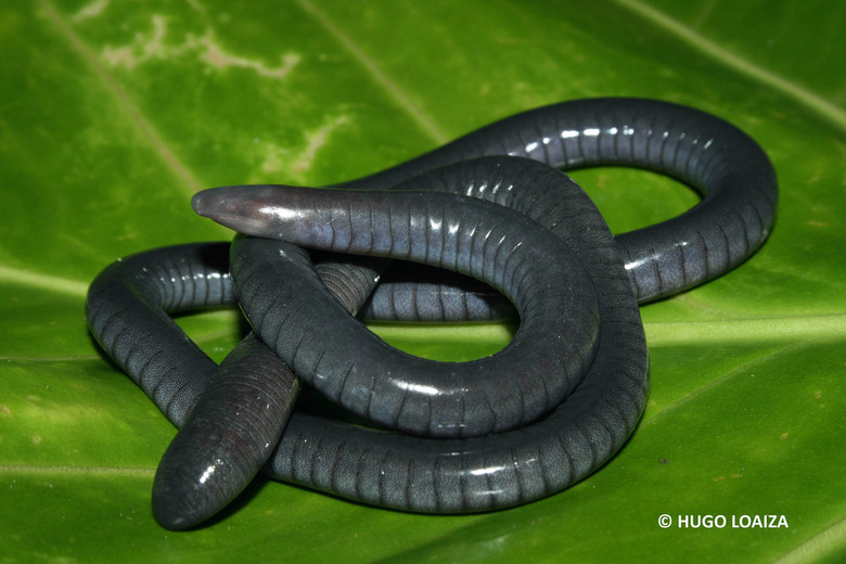 Гигантский червь минхочао из легенд бразильских индейцев