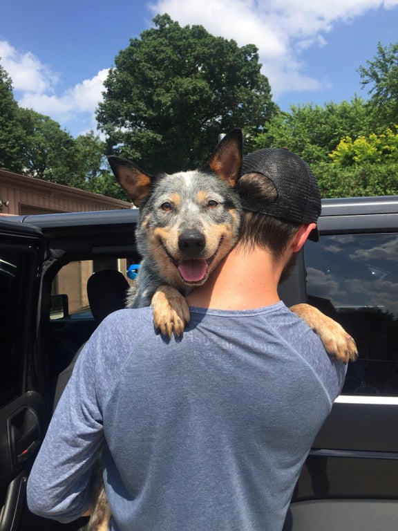 собака и хозяин