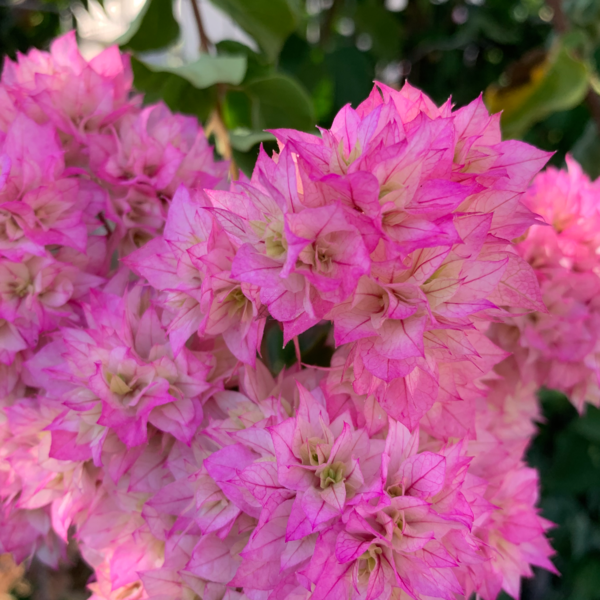 8 необычных растений с острова Крит 8 необычных растений с острова Крит интересное,природа,путешествия,растения