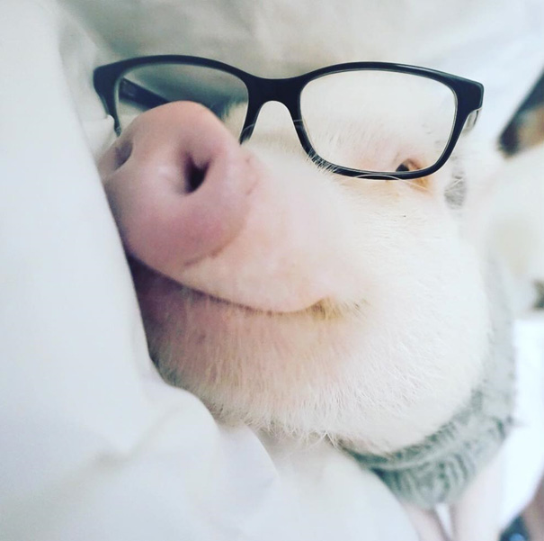 hamlet-piggy-ctute-animals-mini-pig-8