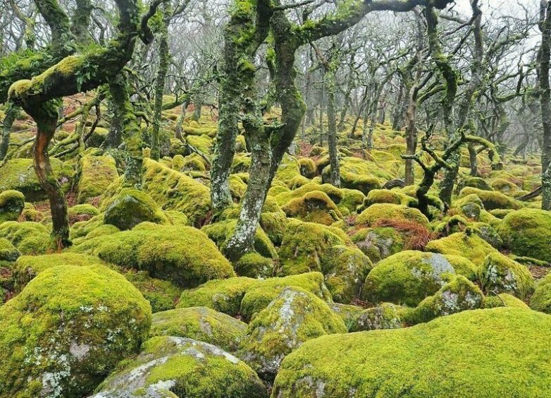 9 самых удивительных лесов планеты здесь, которых, Девоншир, деревьев, Харадс, Грыфино, именно, лесов, ковер, Глостершир, Финглз, особенно, настоящая, ценность, примерно, Брюсселя, приобретает, совершенно, фантастический, весной