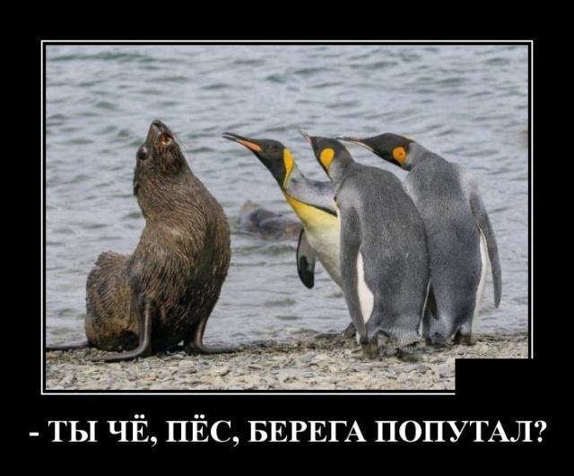 Очередная подборка прикольных и смешных демотиваторов 