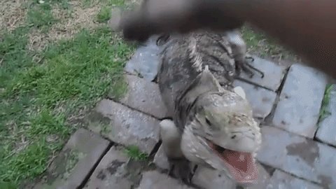 iguana-greeting-8-27