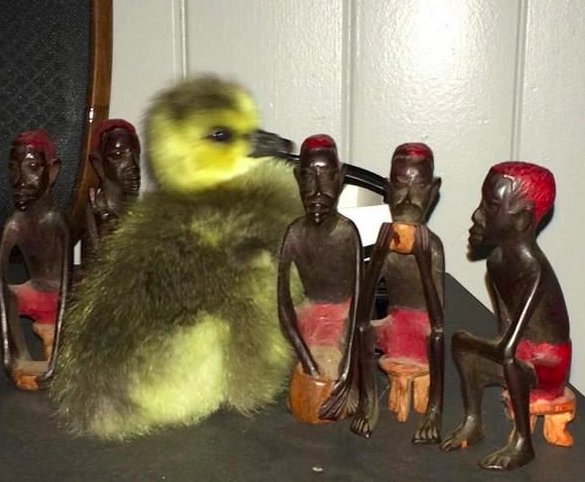 kyle-goose-10