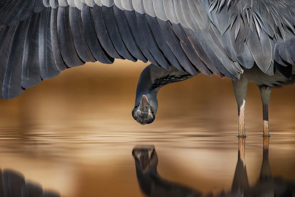 Серая цапля (Ardea cinerea)