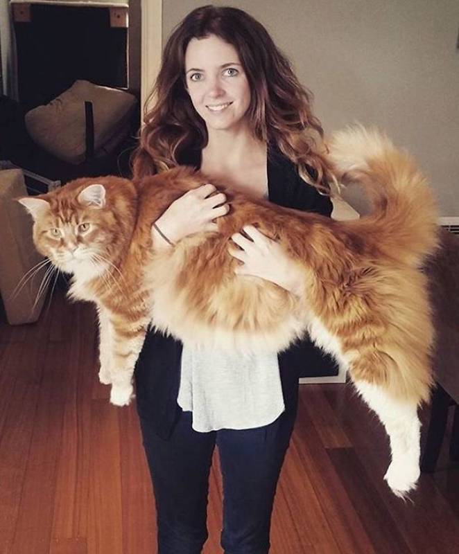 Огромный кот Омар породы мейн-кун набирает популярность в Интернете зверушки,живность,питомцы,Животные,кот