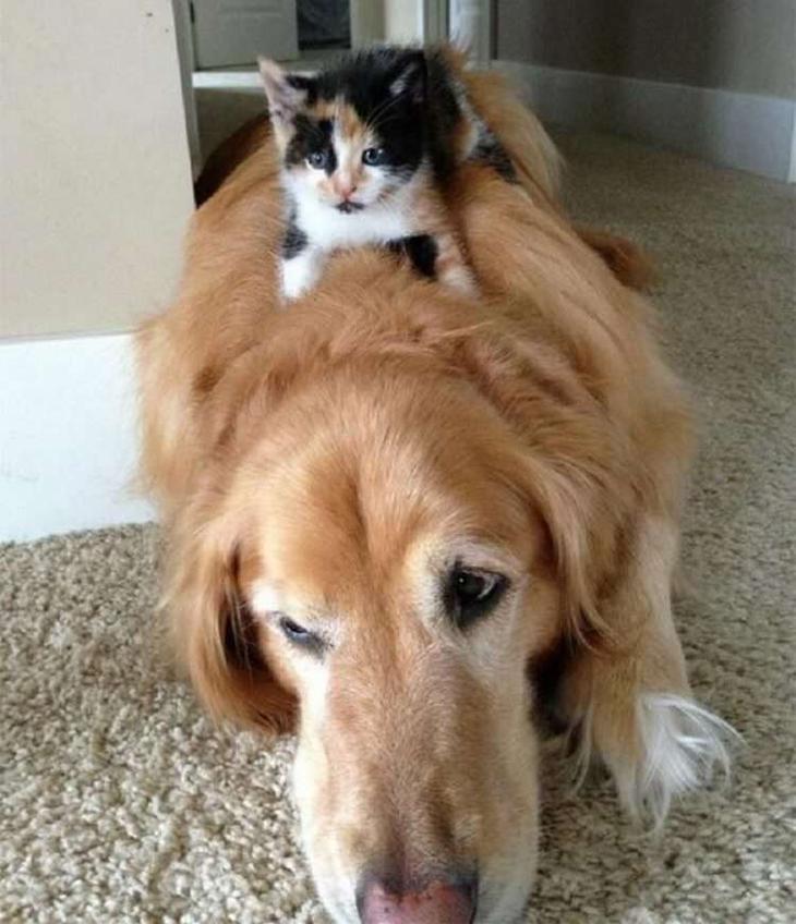 Кошки, которые настолько обнаглели, что используют собак вместо подушки Кошки, которые настолько обнаглели, что используют собак вместо подушки
