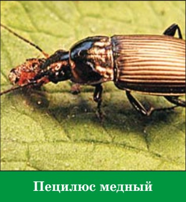 Пецилюс медный пецилюс медный