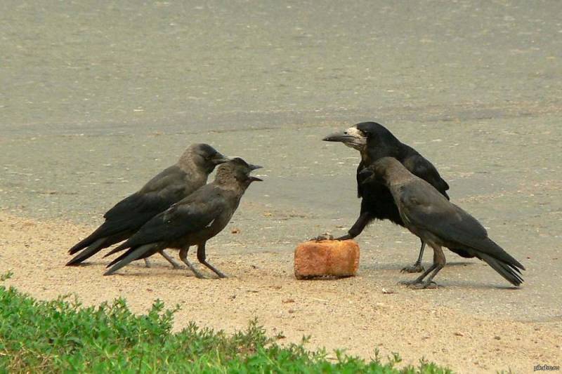 Враг, который давно живёт рядом россия