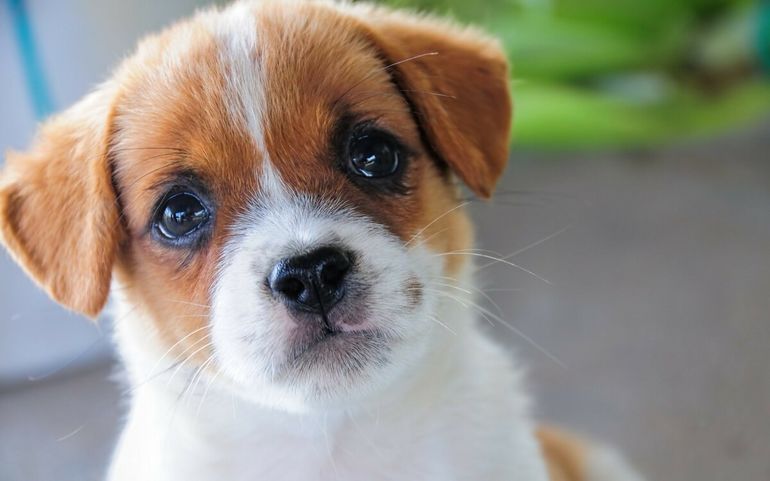 Факты о собаках