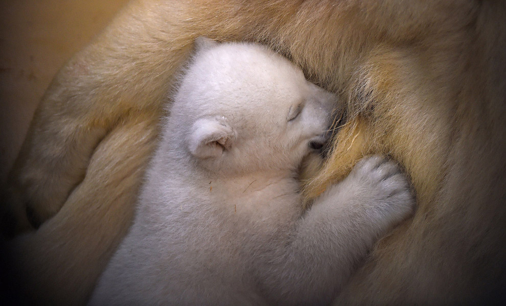 Новорожденный белый медведь в зоопарке Германии.