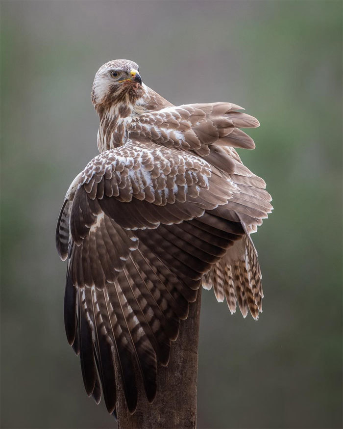 Что происходит в природе, когда никто не видит: 20 изумительных фото Дика ван Дуйна Что происходит в природе, когда никто не видит: 20 изумительных фото Дика ван Дуйна интересное,природа,фотография