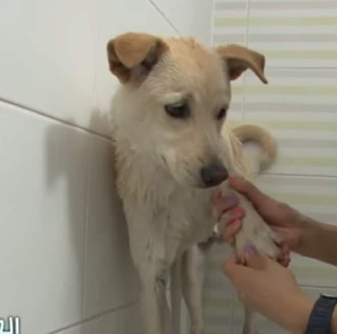 Пес смотрел на окно высотного дома, но никто не знал, почему он боится сделать шаг навстречу доброте Пес смотрел на окно высотного дома, но никто не знал, почему он боится сделать шаг навстречу доброте