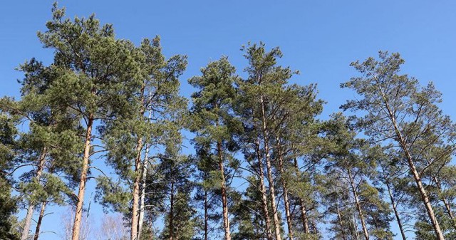 Ограничение на посещение лесов действует в 8 районах Могилевщины.