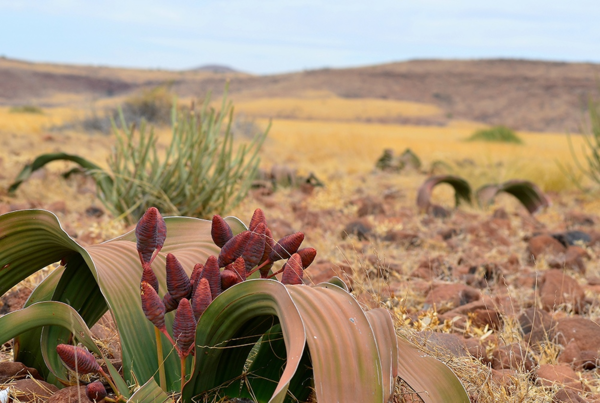Вельвичия удивительная: Самое печальное и одинокое растение в мире вельвичия удивительная,интересное,природа,растения