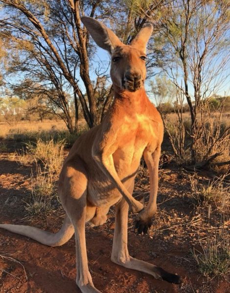 В Австралии появился король двухметровый качок-кенгуру