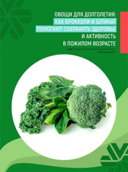 Овощи для долголетия: как брокколи и шпинат помогают сохранить здоровье и активность в пожилом возрасте.