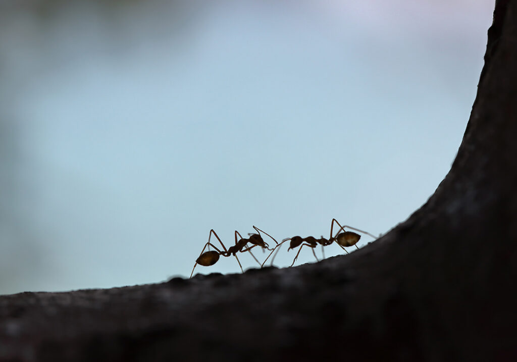 Как муравьи и пчелы борются с эпидемиями — и чему мы можем у них научиться