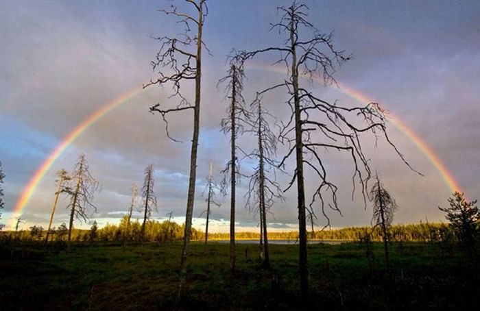 Красивая подборка фотографий животных и природы (67 фото)