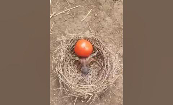 Орнитологи подложили кукушонку в гнездо помидор, и птенец сразу стал его выталкивать наружу как конкурента