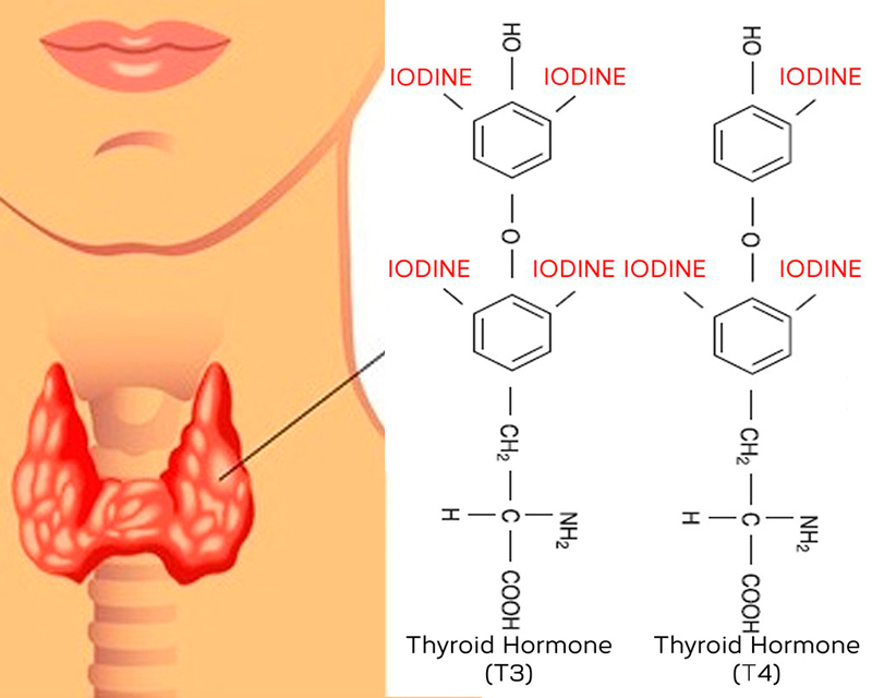 Йод и работа щитовидной железы: как правильно принимать йод? гипотиреоз,гормон,йод,пищеварение,щитовидная железа