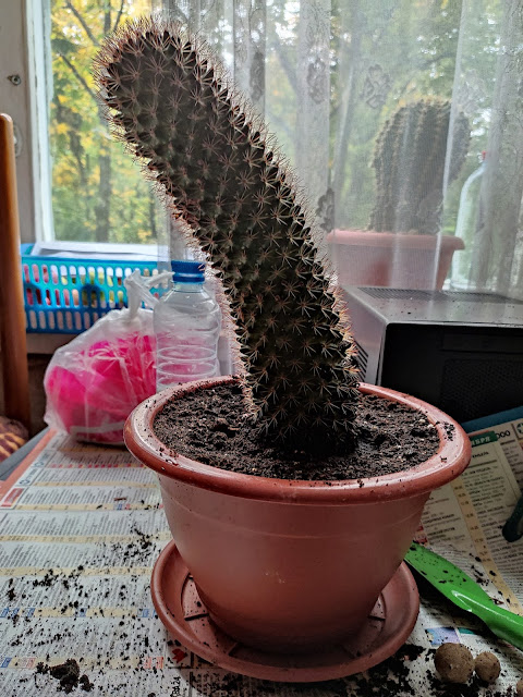 кактус маммиллярия