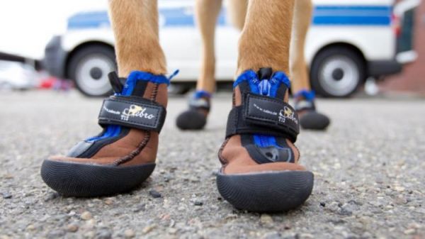 Из-за жары в Европе массово обувают полицейских собак в специальные ботиночки