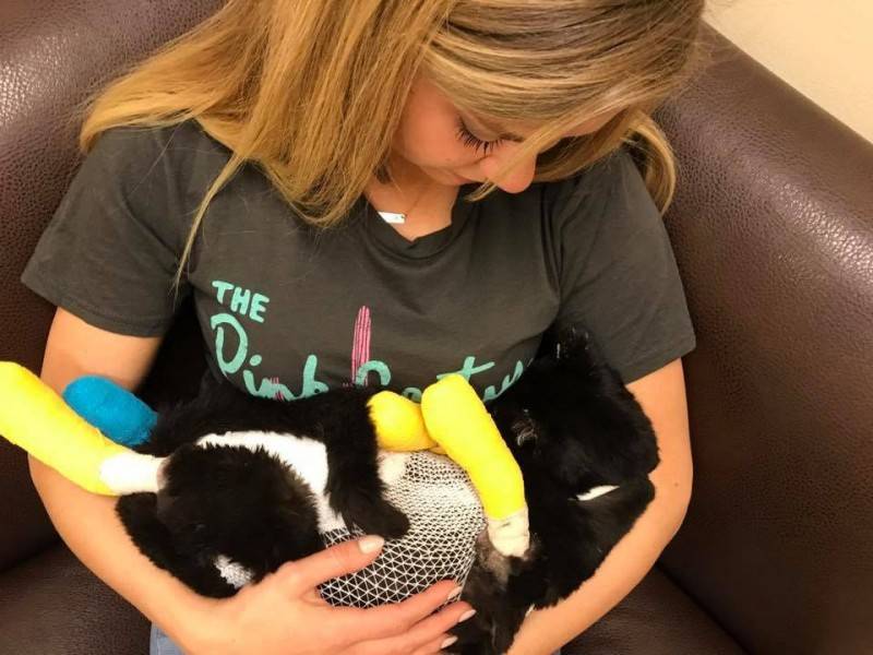 В Калифорнии девушки спасли двух пострадавших от пожара кошек