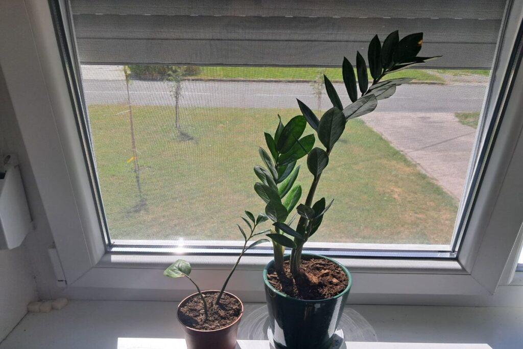 Как быстро и грамотно привести комнатные цветы в чувство и избавиться от коричневых пятен