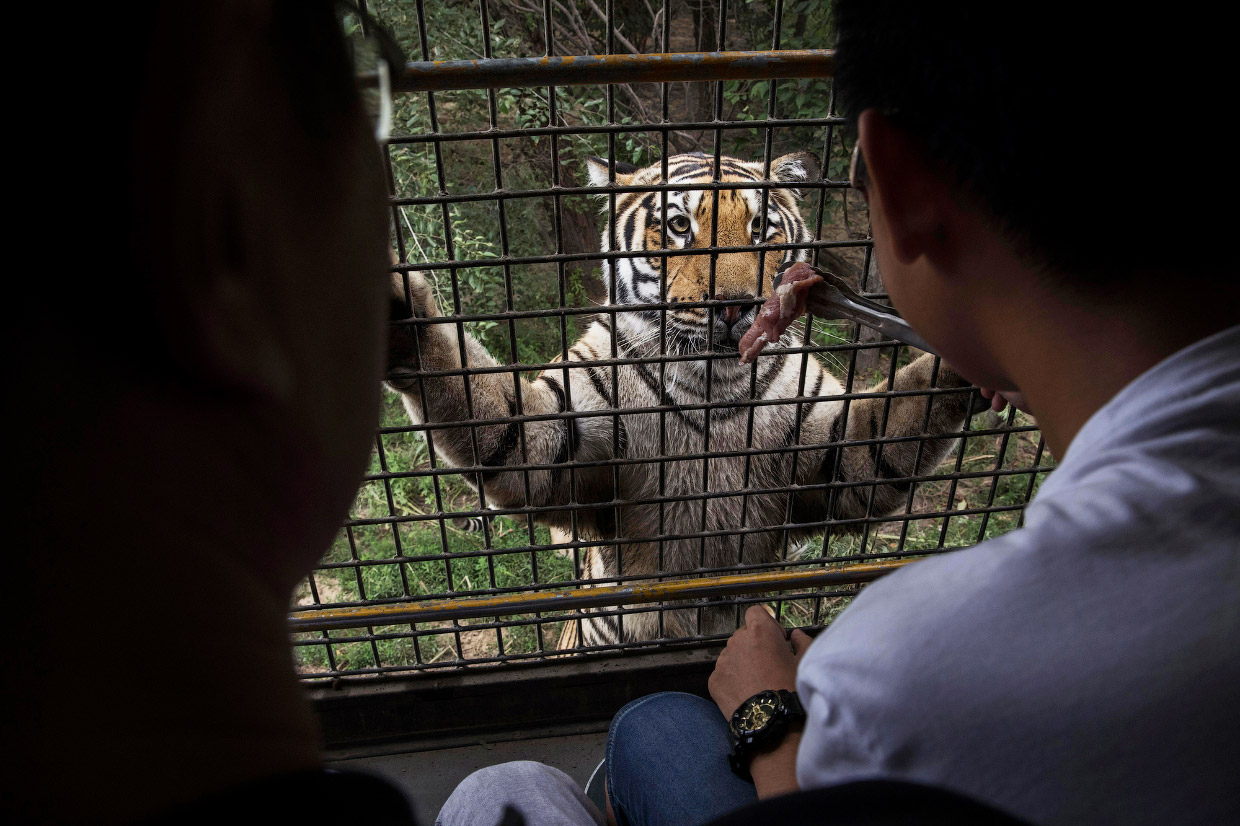 Китайский центр по разведению амурских тигров