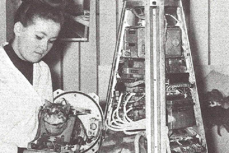 10 необычных кошачьих профессий 10 необычных кошачьих профессий животные