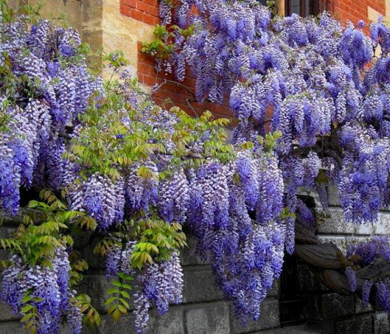 Вьющийся цветок садовый с фиолетовыми цветами название фото