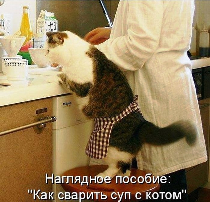 19 домашних питомцев, про смекалку и харизму которых кино снимать надо