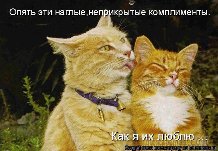 Картинки с котами и надписями про любовь