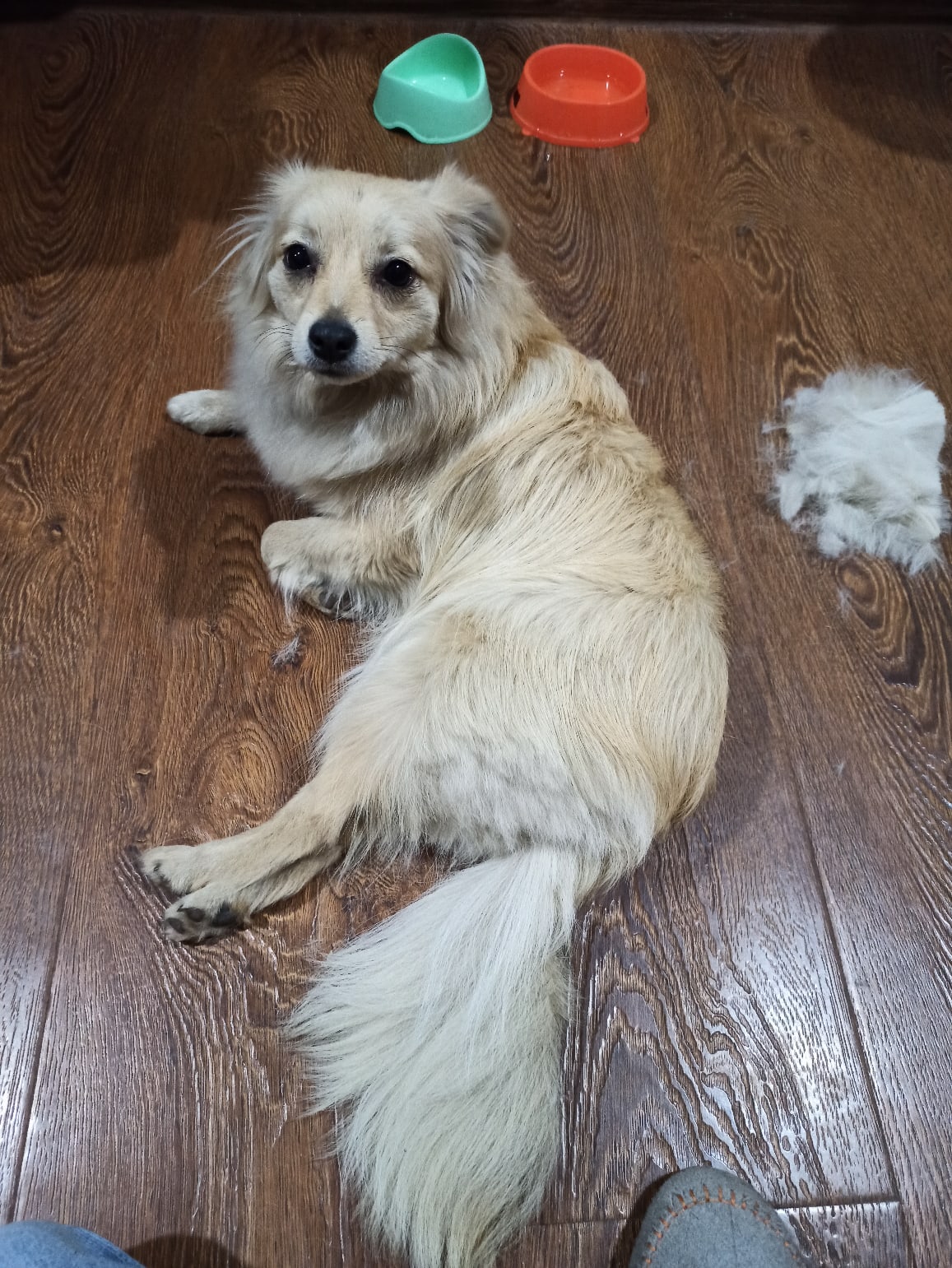 собака в доме